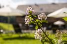 Holiday homeAustria - : die Dorfidylle "Moidei im Dorf"