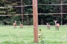 FerienhausÖsterreich - : Roßweid Hütte