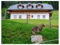 Holiday homeAustria - : 178253