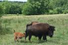 VakantiehuisBelgië - : Les Bisons de l'Eden