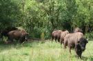 FerienhausBelgien - : Les Bisons de l'Eden