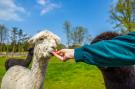 VakantiehuisBelgië - : Resort Hoge Kempen 10