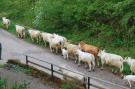 FerienhausDeutschland - Harz: Alte Wassermühle