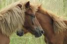 Holiday homeGermany - Lüneburger Heide: Ferienwohnung auf dem Biobauernhof