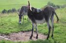 VakantiehuisDuitsland - Eifel: Feriendorf Reinskopf 5