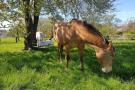 FerienhausDeutschland - : Ferienwohnung Am Alten Gutshof