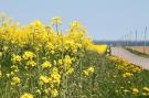 VakantiehuisDuitsland - : Hiddensee/ uriger Ferienpark