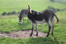 Holiday homeGermany - Eifel: Feriendorf Reinskopf 1