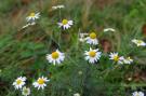 Holiday homeGermany - Eifel: Waldferienpark Gerolstein 1