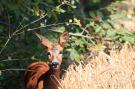 FerienhausDeutschland - Lüneburger Heide: Lüneburger Heide