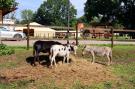 FerienhausDeutschland - : Ferienhaus Solitude