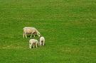 FerienhausDeutschland - : Krabbenfischerhaus Fedderwardersiel