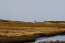 VakantiehuisDuitsland - : Reihenhaus Deichblick 2 Pers St Peter - Ording