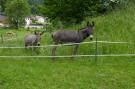 FerienhausDeutschland - Schwarzwald: Brandenberg