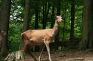 Holiday homeGermany - Eifel: Eifelpark 10