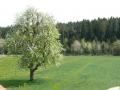 Holiday homeGermany - Black Forest: 380683