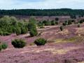 FerienhausDeutschland - Lüneburger Heide: 205629