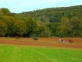 Holiday homeGermany - Eifel: 64018