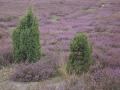 FerienhausDeutschland - Lüneburger Heide: 3922