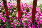 Holiday homeGermany - : Blume