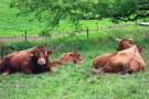 FerienhausDeutschland - Schwarzwald: Am Stulzenhof