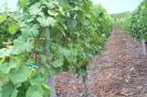 Holiday homeGermany - : Weingut Justen-Kiebel