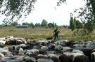 VakantiehuisDuitsland - Lüneburger Heide: Ericaheidepark