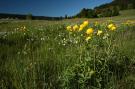 Holiday homeGermany - Black Forest: Isidor