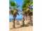 FerienhausSpanien - Costa Blanca: 402683  [33] 