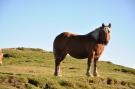 FerienhausFrankreich - : Gite Les Andreous