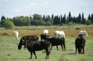 Holiday homeFrance - : Villa Camargue