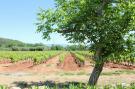 Holiday homeFrance - : Entre les vignobles