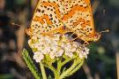 FerienhausFrankreich - : Gite Bourgogne rust &amp; natuur