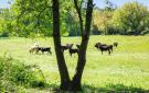 FerienhausFrankreich - : Montignargues