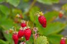 FerienhausFrankreich - : Fraise Du Bois