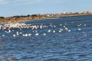 FerienhausFrankreich - : Résidence Le Flamand Rose à 300 De La Plage - 400m