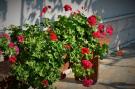 Holiday homeCroatia - Eastern Croatia: Rose apartment