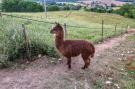 Holiday homeItaly - : Alpaca