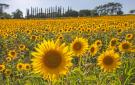 FerienhausItalien - : Castiglion Fiorentino