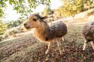 Holiday homeItaly - : Alpaca