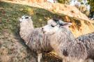 Holiday homeItaly - : Alpaca