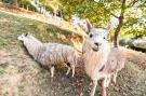 Holiday homeItaly - : Alpaca