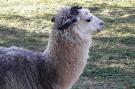 FerienhausItalien - : Alpaca