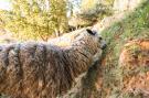 Holiday homeItaly - : Alpaca