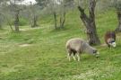 Holiday homeItaly - : Alpaca