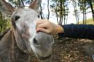 FerienhausItalien - : Agritourismo La Chiusa Chiusdino-Vigna Vecchia