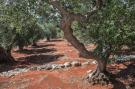 FerienhausItalien - : Luxury Trullo Termetrio in Cisternino