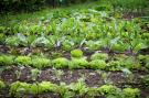 FerienhausNiederlande - : Landhoeve buitenman