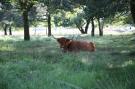 FerienhausNiederlande - : Landgoed Het Grote Zand 13