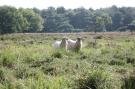 FerienhausNiederlande - : Landgoed Het Grote Zand 1